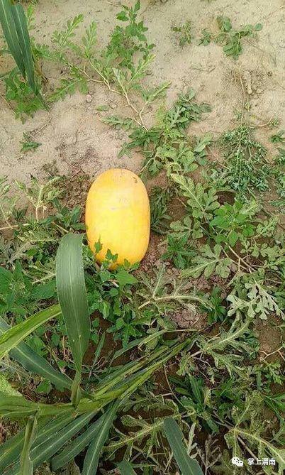 52吃瓜爆料免费吃瓜视频,免费畅享热门吃瓜视频盛宴  第3张